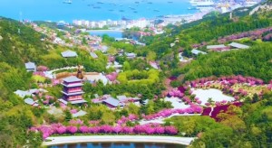 4月20日至5月5日威海赤山景區(qū)邀您共度浪漫櫻花季！