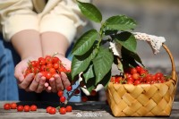 5月18日至6月16日，“櫻桃之約”邀你共赴！